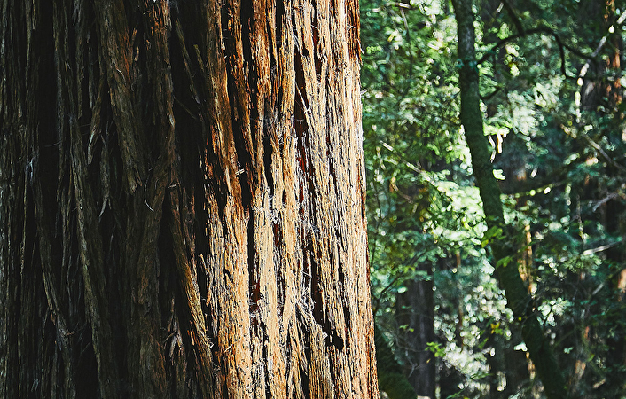 Wat is Red Cedar Hout?