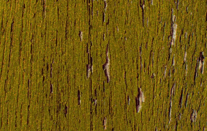 Waardoor ontstaat groene aanslag op een houten gevel?