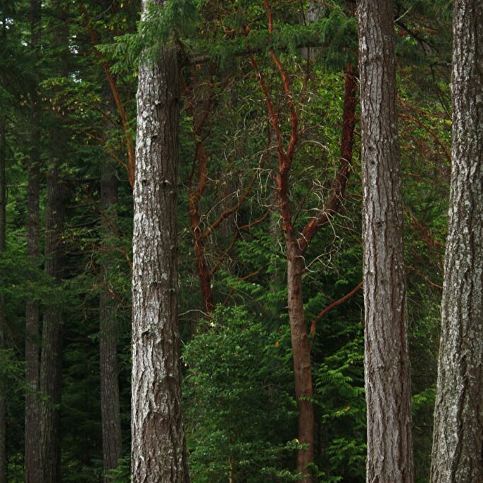 Kenmerken douglas hout